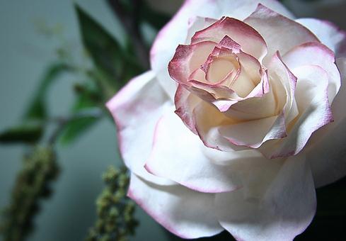 咖啡滤纸制作的纸玫瑰花使得折纸玫瑰花不但更真而且还有香味