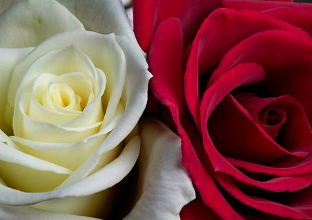 折纸玫瑰花组合而成的玫瑰花语与相关折纸玫瑰折法推荐