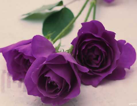 玫瑰花语大全之紫色玫瑰花代表着梦幻 附玫瑰花折法教程 纸艺网手机版