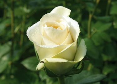 香槟色玫瑰花花语与香槟色折纸玫瑰花的制作教程推荐