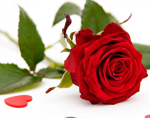 一朵玫瑰花所代表的花语以及相关的折纸玫瑰花折法