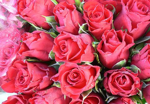 十朵玫瑰花的玫瑰花语和十朵折纸玫瑰花的折法图解教程