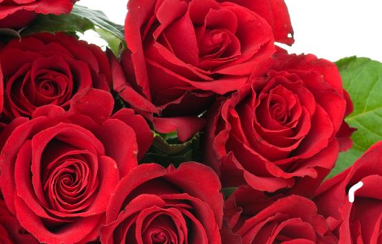 22朵玫瑰花的花语大全和手工折纸玫瑰花的基本折纸教程