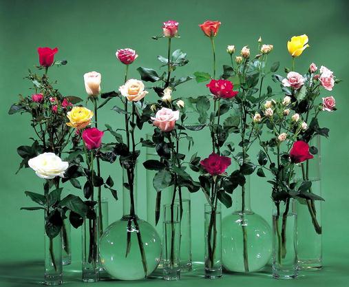 66朵玫瑰花花语和对应的折纸玫瑰花的折法教程