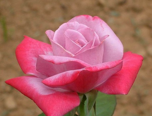 7朵玫瑰花所代表的玫瑰花语大全