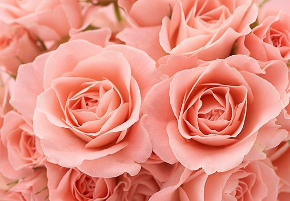 17朵玫瑰花所代表的玫瑰花语