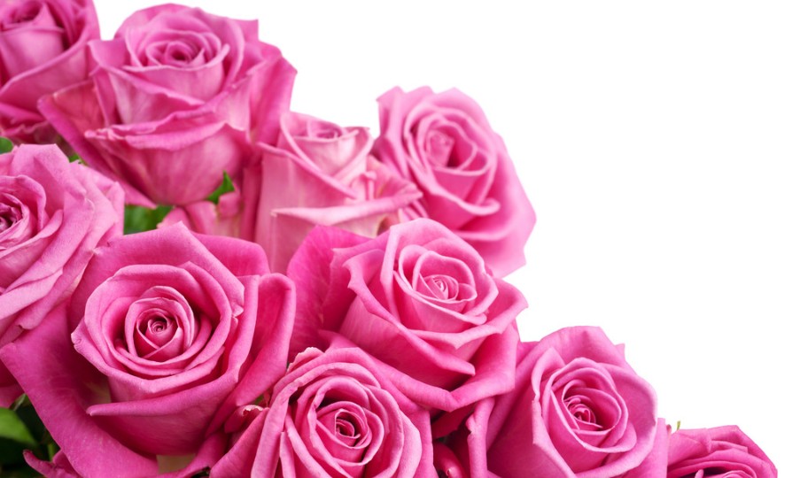 10朵玫瑰花所代表的玫瑰花语