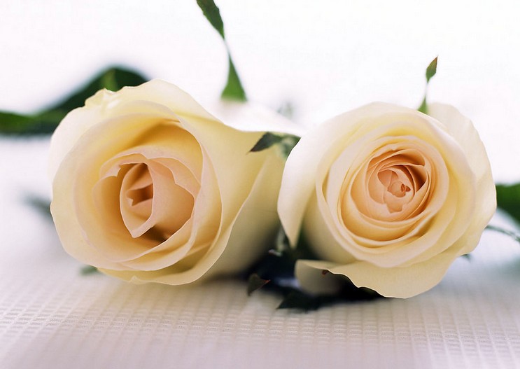 33朵玫瑰花所表达的最新的玫瑰花语大全