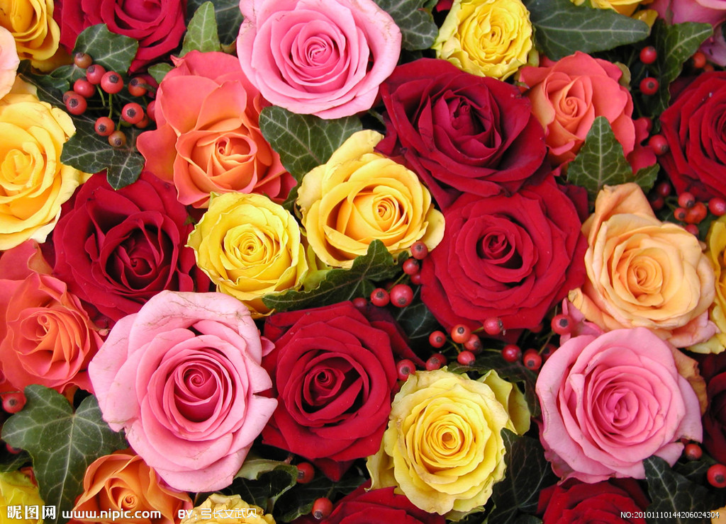 50朵玫瑰花所代表的花语大全