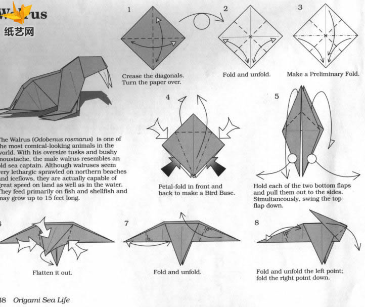 逼真的折纸海象让我们制作出可爱的折纸海象来