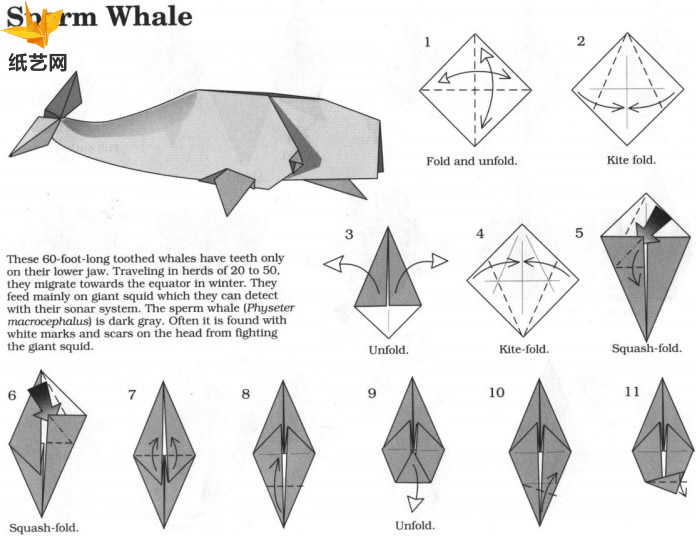 手工折纸抹香鲸基本折法教程展示出折纸抹香鲸应该如何制作