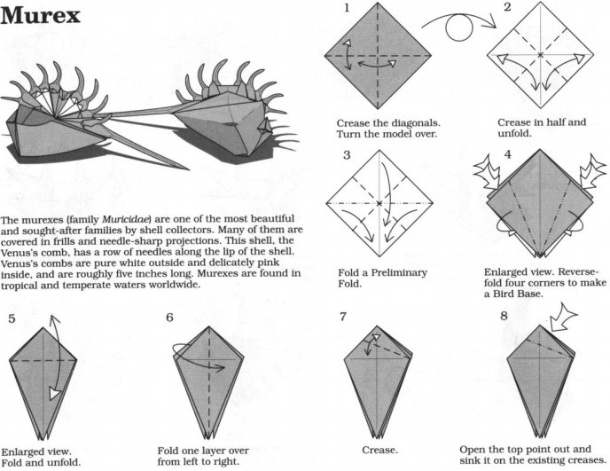 简单有趣的折纸骨螺的折法教程教你制作出精美的折纸骨螺