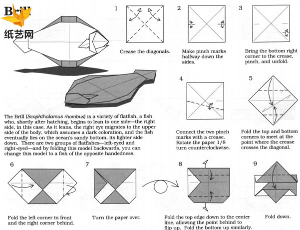 简单的折纸比目鱼基本折法告诉你折纸比目鱼应该如何制作