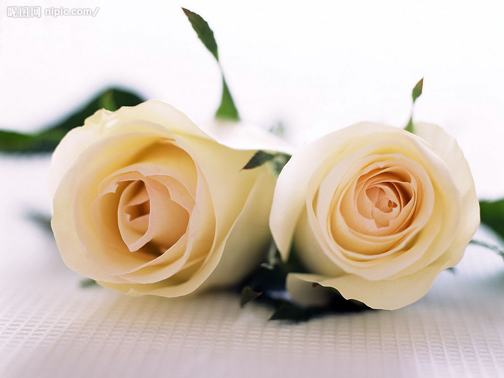 玫瑰花大全之1朵白玫瑰花所代表的花语
