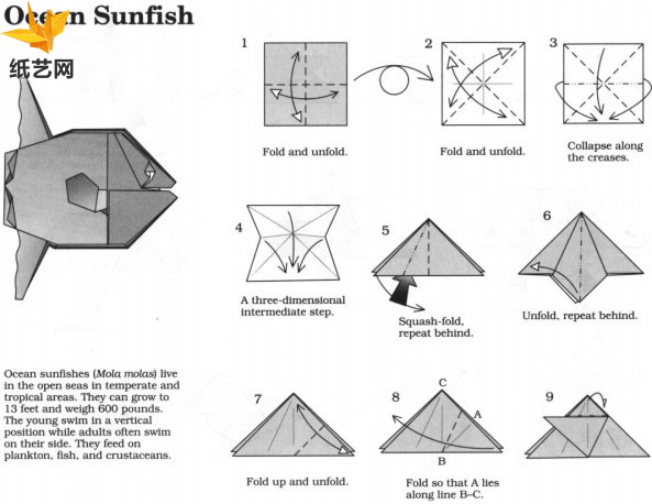 手工折纸鱼大全的教程展示出折纸鱼是如何制作的