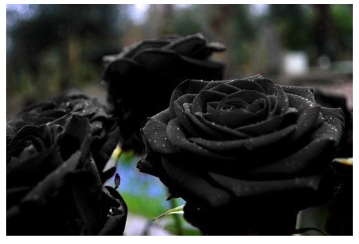 黑色玫瑰花所代表的黑色玫瑰花语