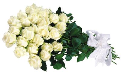25朵白色玫瑰花所代表的玫瑰花语大全