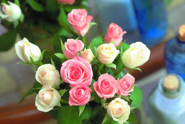 21朵白色玫瑰花所代表的最新的玫瑰花语大全