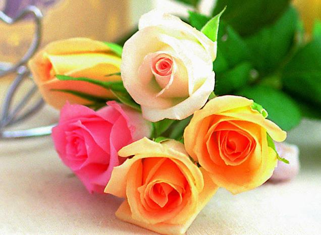 13朵玫瑰花的基本花语大全告诉你最新的花语含义