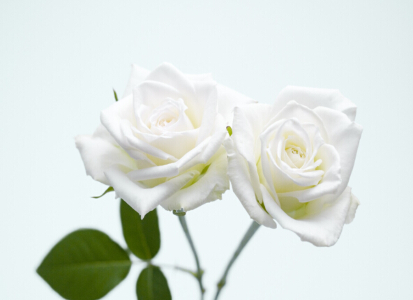白玫瑰花的花语大全所代表的最新玫瑰花语