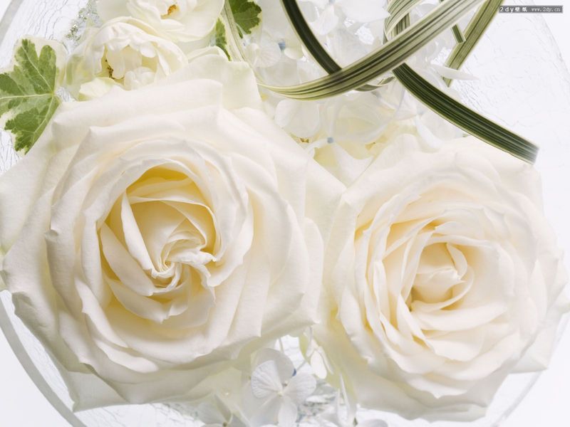 22朵白玫瑰花所代表的最新的玫瑰花语大全