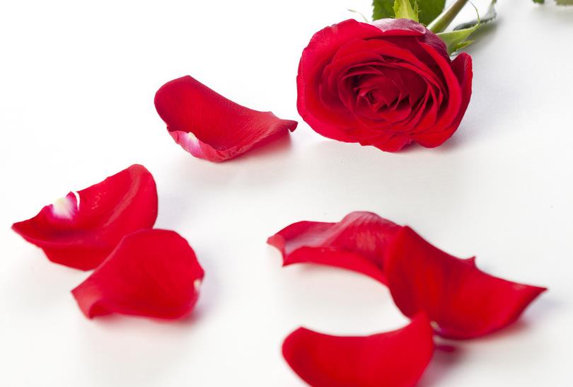 18朵玫瑰花所代表的最新的玫瑰花语大全