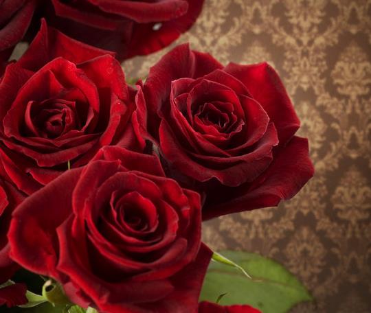 19朵玫瑰花所代表的最新的玫瑰花语大全