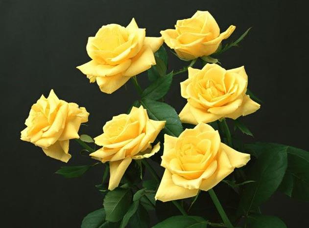 25朵玫瑰花的玫瑰花语大全教你最新的玫瑰花语