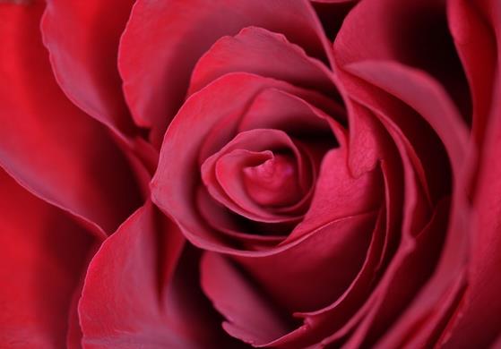 21朵红玫瑰花的花语大全教程
