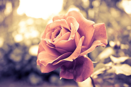 50朵玫瑰花语的花语大全手把手教你制作出可爱的玫瑰花语