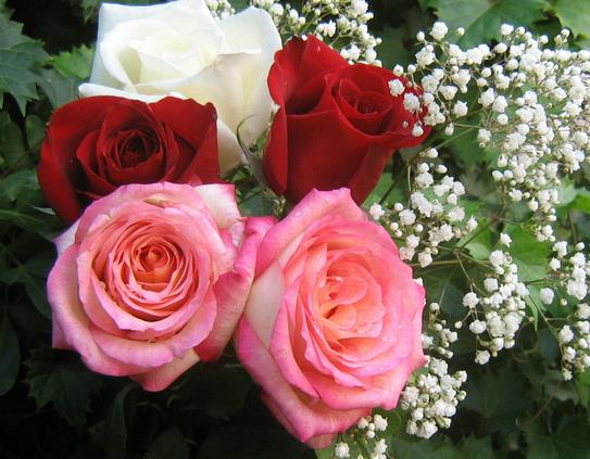 15朵玫瑰花所代表的最新玫瑰花语大全
