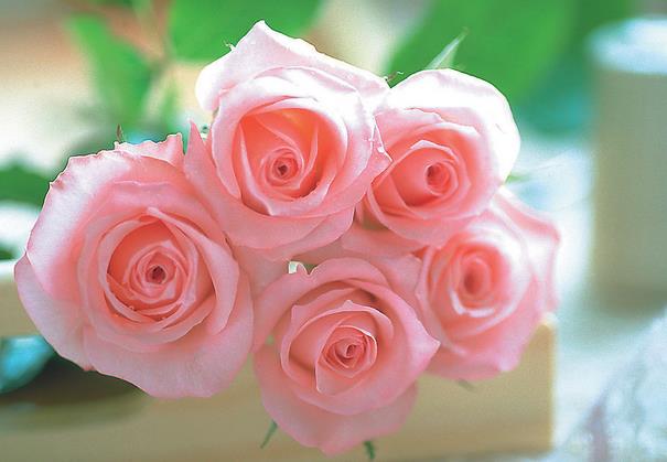 19朵玫瑰花所代表的最新玫瑰花语大全
