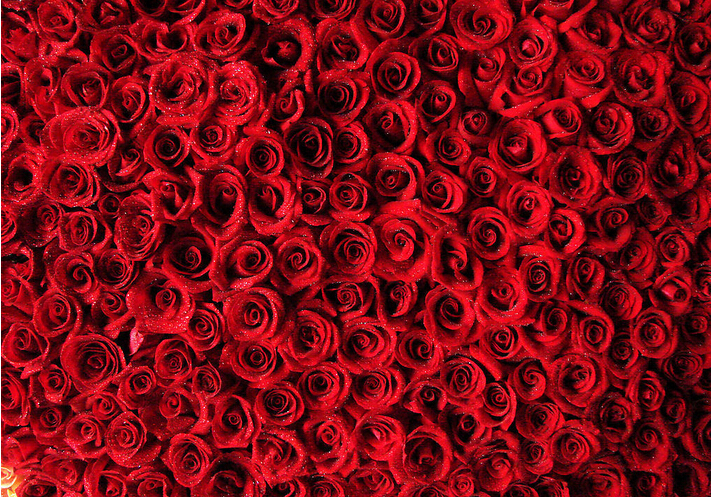 1001朵玫瑰花的花语大全