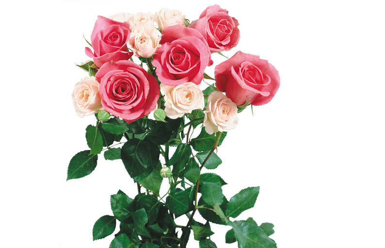 1001朵玫瑰花的花语大全告诉你最新的花语