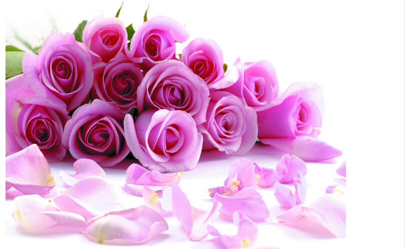 50朵玫瑰花花语大全和最新的花语