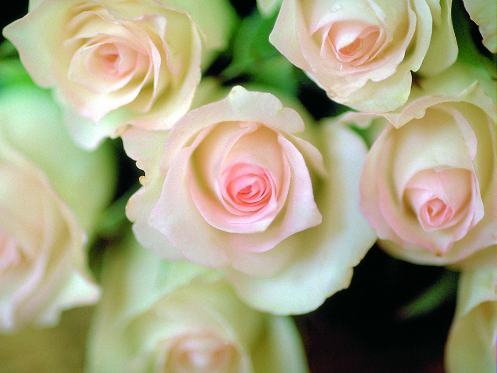 7朵玫瑰花所代表的最新的玫瑰花语大全