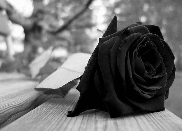 如果你的身边有这样一位拥有黑玫瑰花语中温柔