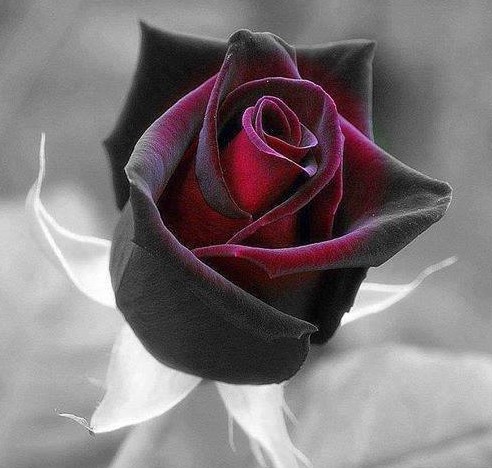 是因为她的一颗黑玫瑰花语里的温柔让你记住了