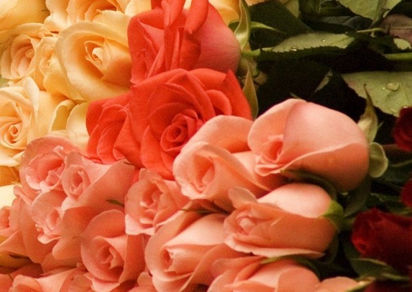 红蓼月绿杨烟25朵玫瑰花语里忆当年的幸福