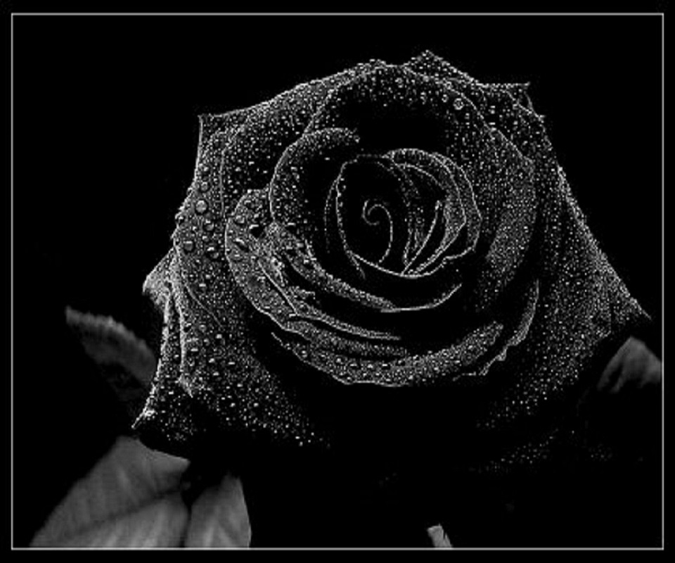 玉净花明的女子黑玫瑰花语一样的温柔真心