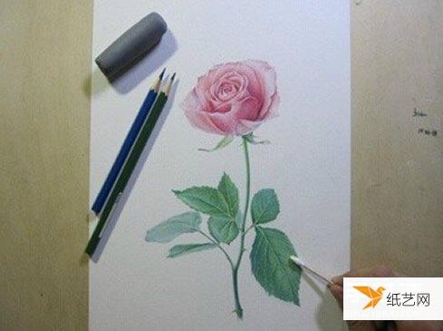 分享一下玫瑰花彩色铅笔的画法步骤画教程