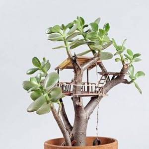 盆栽上面个性精致的小人国般的微型建筑树屋模型