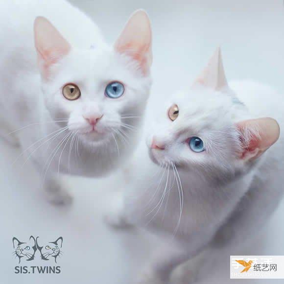 让人的心都完全融化的最美双胞胎白色小猫 Sis.Twins.