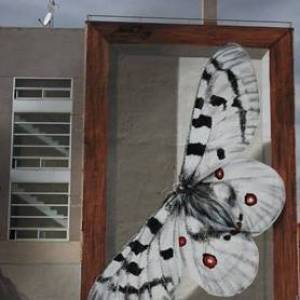制作整幢公寓墙壁的蝴蝶标本