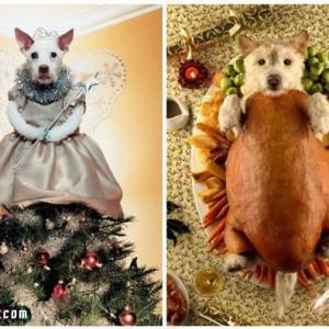 一次很完美的Peter Thorpe 和爱犬的20年圣诞变装秀