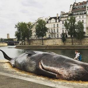 令人震撼的装置艺术！抹香鲸在塞纳河畔搁浅