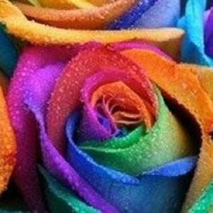 利用虹吸原理制作的个性彩虹玫瑰花的方法教程