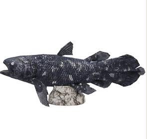 腔棘鱼3D纸模型图纸免费下载