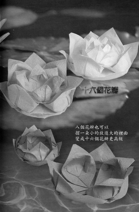 学习折纸睡莲欣赏纯洁的睡莲花语