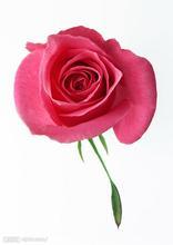 爱的宣言在折纸粉色玫瑰花语中